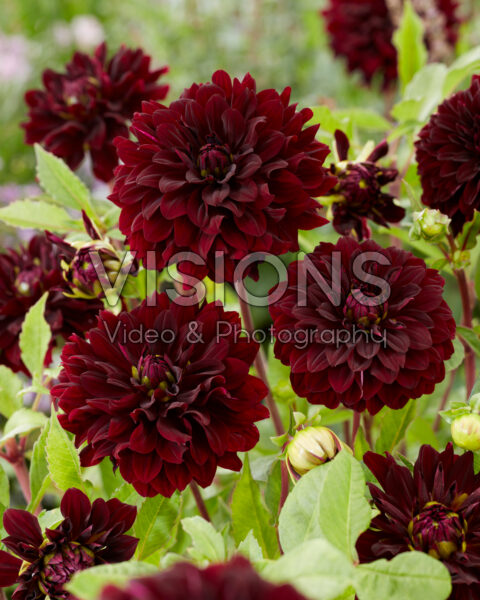Dahlia Czarny Charakter Dahlia Czarny Charakter
