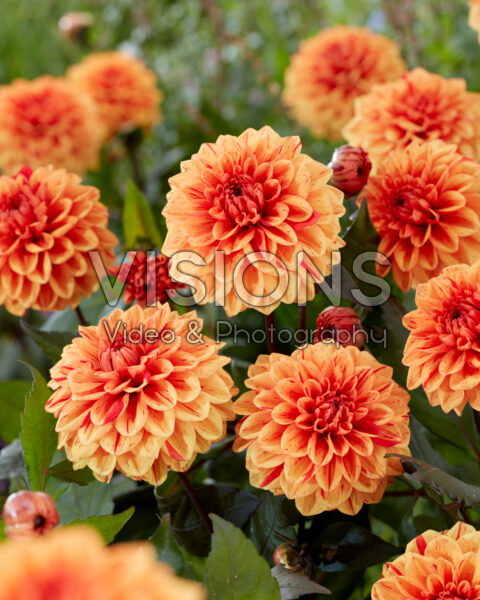 Dahlia Ellen Huston red orange striped Dahlia Ellen Huston red orange striped
