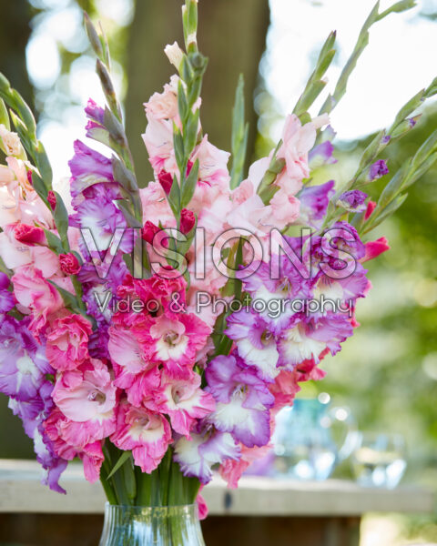 Mixed Multicoloros gladioli bouquet