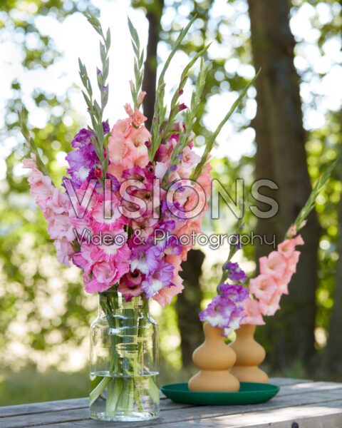 Mixed Multicoloros gladioli bouquet