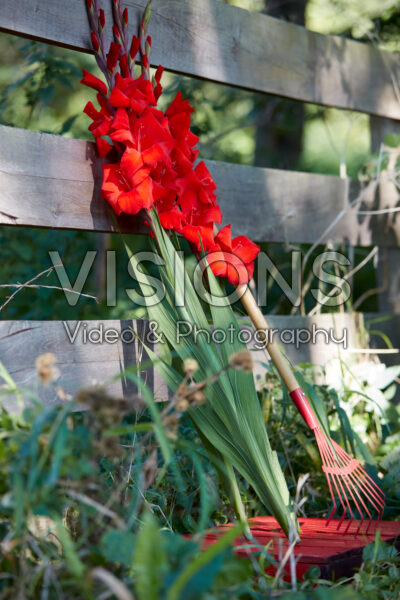 Gigantus Gladiolus Dador de Pan