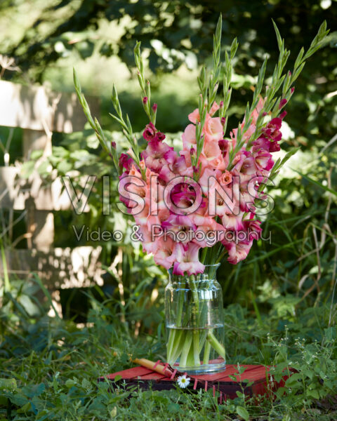 Mixed Multicoloros gladioli bouquet