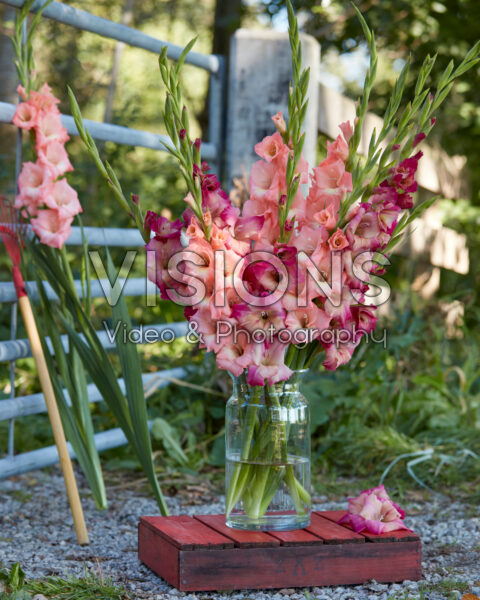 Mixed Multicoloros gladioli bouquet