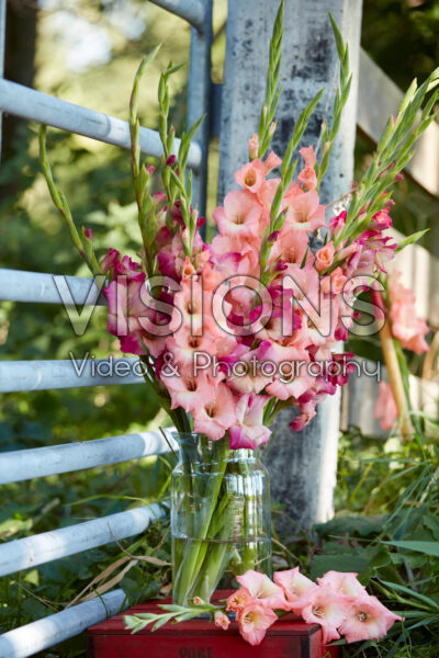 Mixed Multicoloros gladioli bouquet