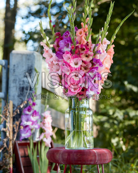 Mixed Multicoloros gladioli bouquet