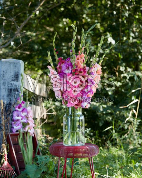 Mixed Multicoloros gladioli bouquet