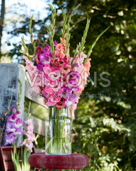 Mixed Multicoloros gladioli bouquet