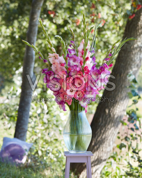 Mixed Multicoloros gladioli bouquet