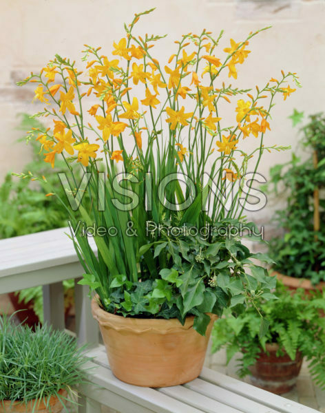 Crocosmia Voyager Crocosmia Voyager