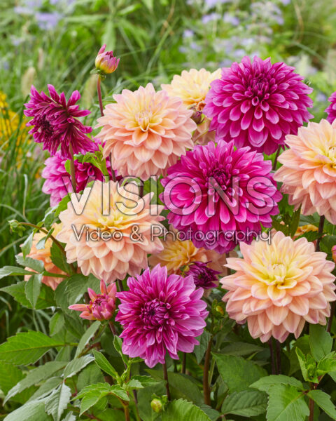 Dahlia Purple World, Mondriaan