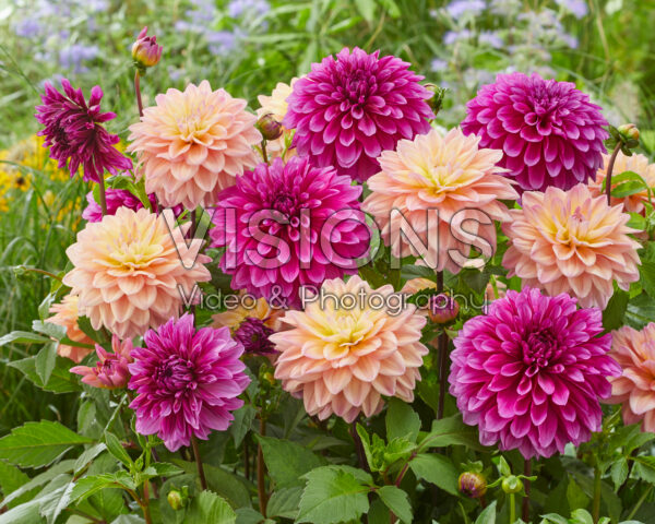 Dahlia Purple World, Mondriaan