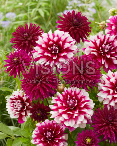 Dahlia Patches, Ambition