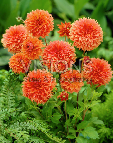 Dahlia Orange Fubuki