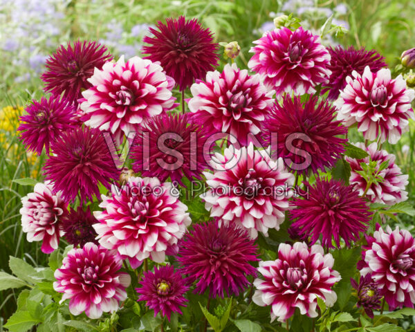 Dahlia Patches, Ambition