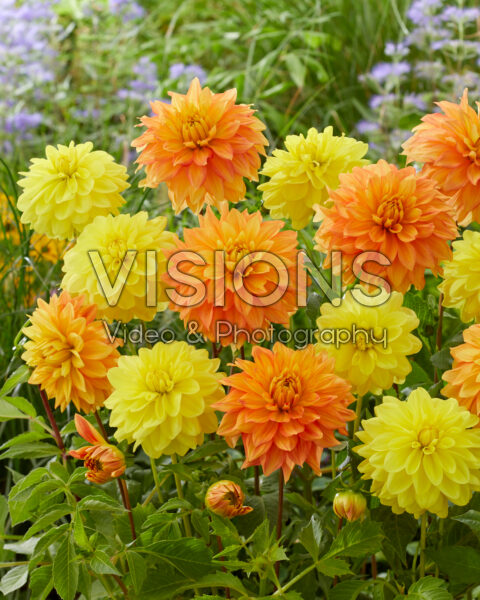 Dahlia Neon Splendor, Sunlady