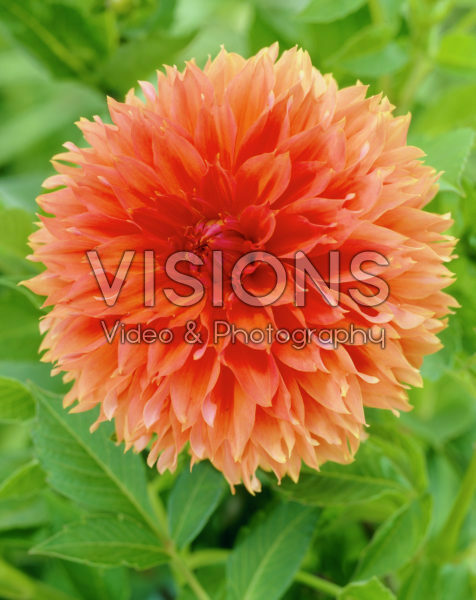 Dahlia Orange Fubuki