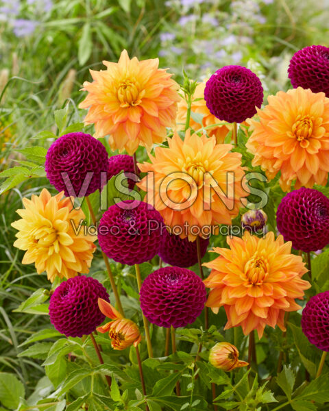 Dahlia Neon Splendor, Downham Royal