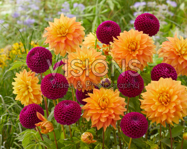 Dahlia Neon Splendor, Downham Royal