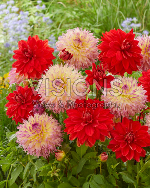 Dahlia Red Neo, Myrtle's Folly