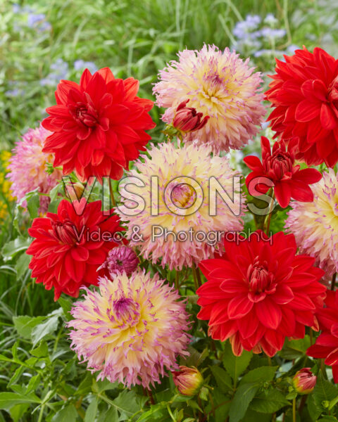 Dahlia Red Neo, Myrtle's Folly