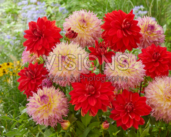 Dahlia Red Neo, Myrtle's Folly