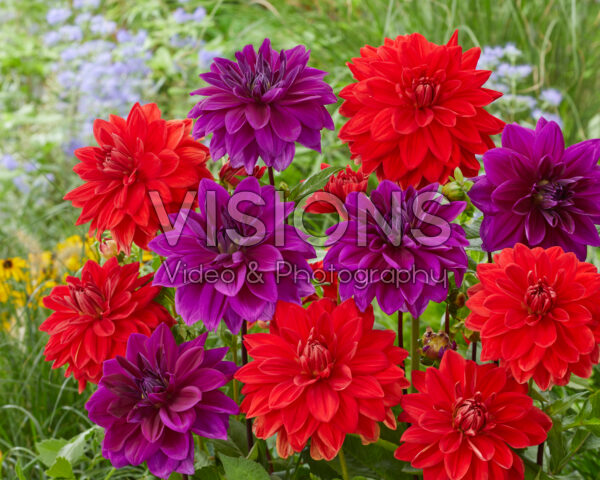 Dahlia Red Neo, Thomas A. Edison