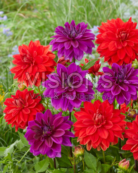 Dahlia Red Neo, Thomas A. Edison