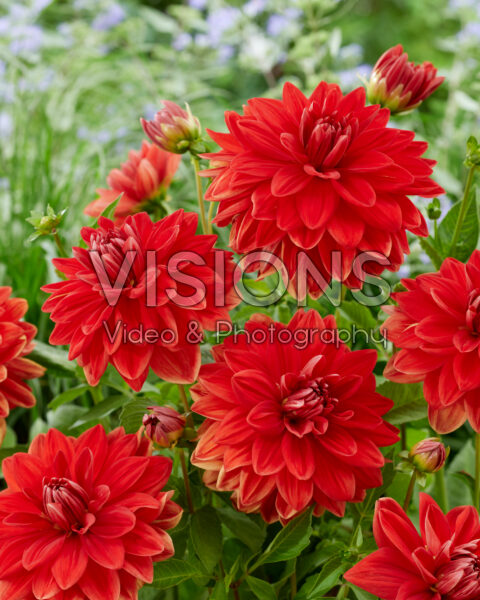 Dahlia Red Neo