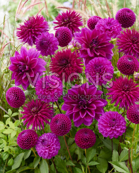 Dahlia mix paars