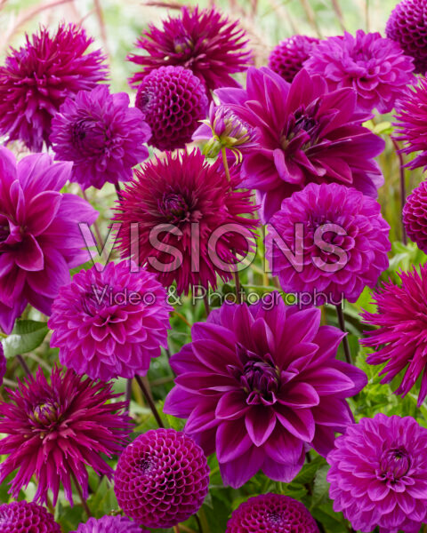 Dahlia mix paars