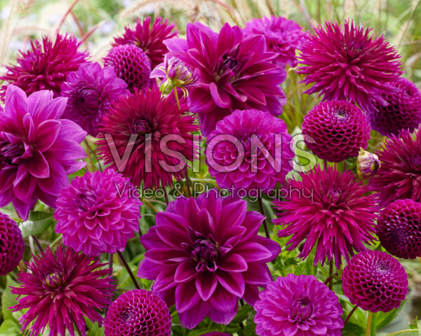 Dahlia mix paars