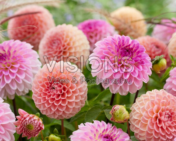 Dahlia combinatie