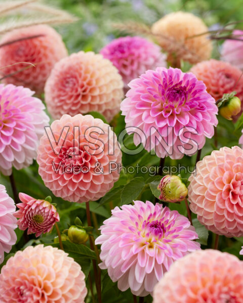 Dahlia combinatie