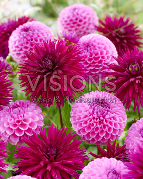 Dahlia Ambition, Glamour