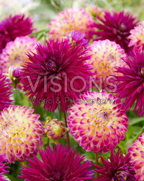 Dahlia Ambition, Hapet Daydream