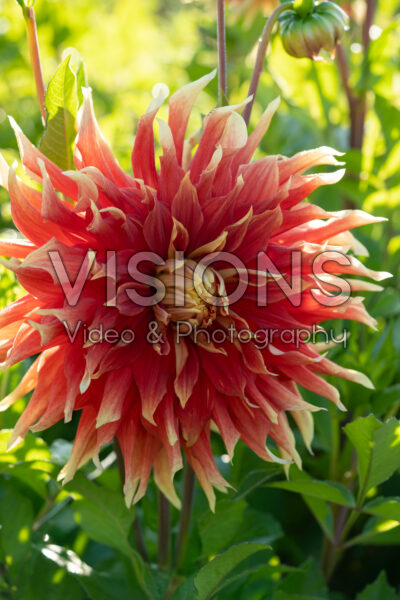 Dahlia Autumn Sunburst Dahlia Autumn Sunburst