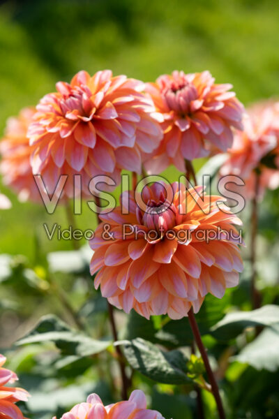 Dahlia Peaches and Vanilla