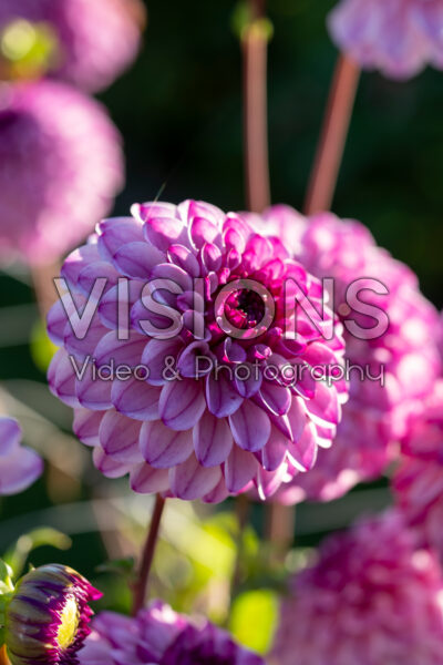 Dahlia Columbus Dahlia Columbus