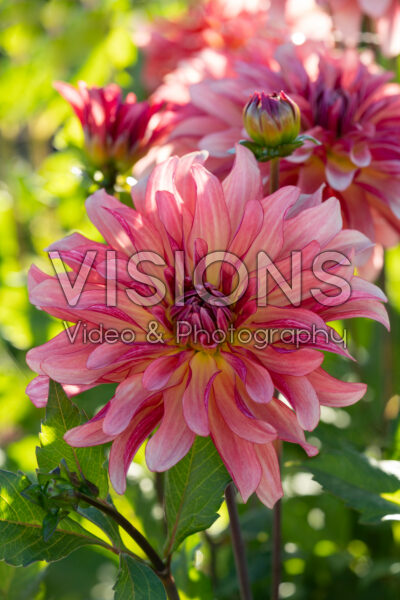 Dahlia Dutch Delight Dahlia Dutch Delight