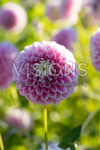 Dahlia Marshmallow Baby