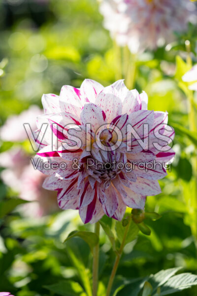 Dahlia Prince Valiant