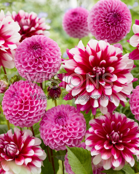 Dahlia Patches, Glamour