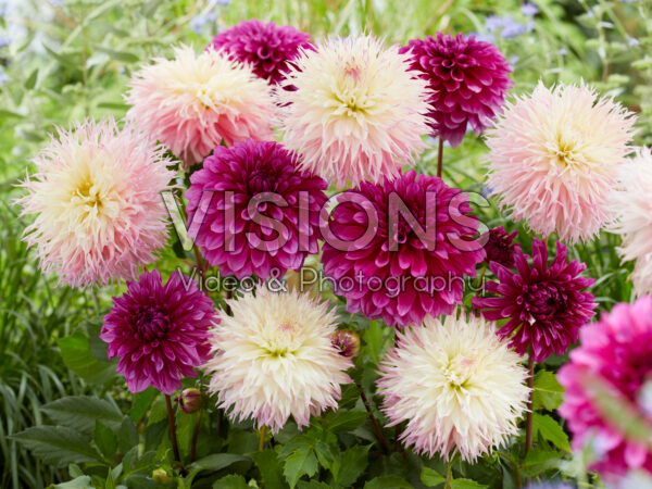 Dahlia Pinelands Princess, Purple World