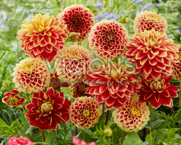 Dahlia Jowey Hubert, Dutch Carnaval