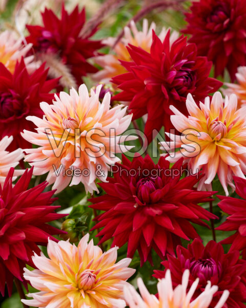 Dahlia Witteman's Best, Okapi's Sunset Dahlia Witteman's Best, Okapi's Sunset