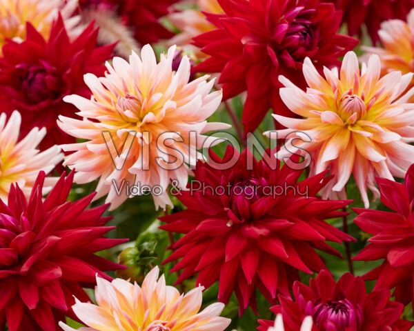 Dahlia Witteman's Best, Okapi's Sunset Dahlia Witteman's Best, Okapi's Sunset