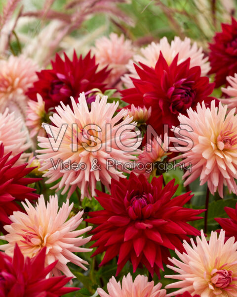 Dahlia Preference, Witteman's Best