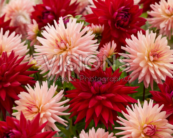 Dahlia Preference, Witteman's Best