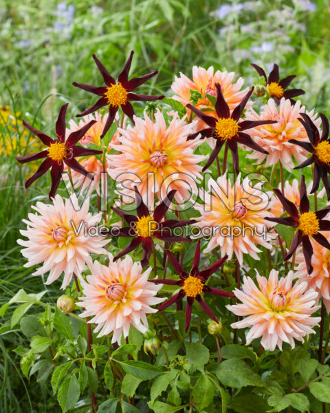 Dahlia Verrone's Obsidian, Okapi's Sunset Dahlia Verrone's Obsidian, Okapi's Sunset
