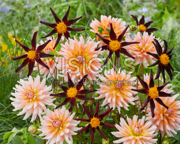 Dahlia Verrone's Obsidian, Okapi's Sunset Dahlia Verrone's Obsidian, Okapi's Sunset